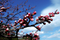 春風(fēng)十里  萬通有禮